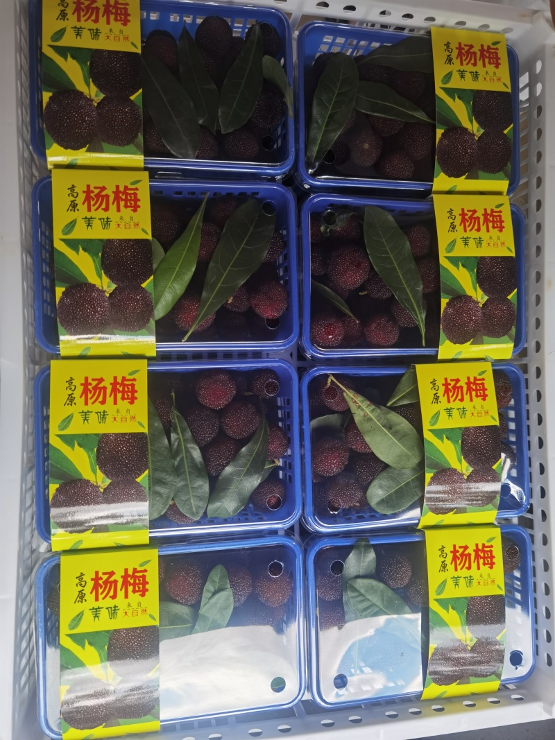 杨梅熟了哦