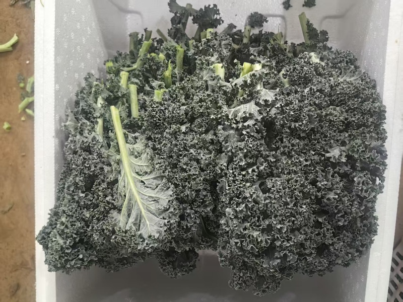 羽衣甘蓝海