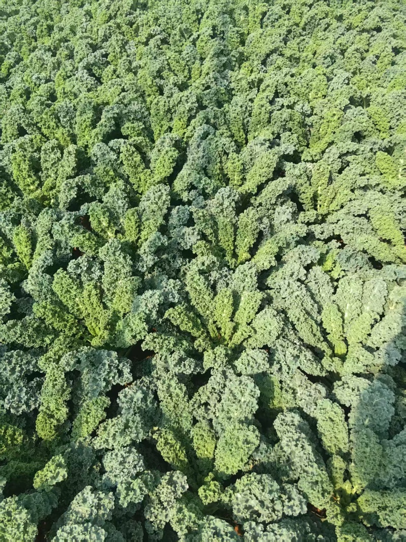 羽衣甘蓝海