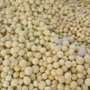 云南人生果量大价格优惠