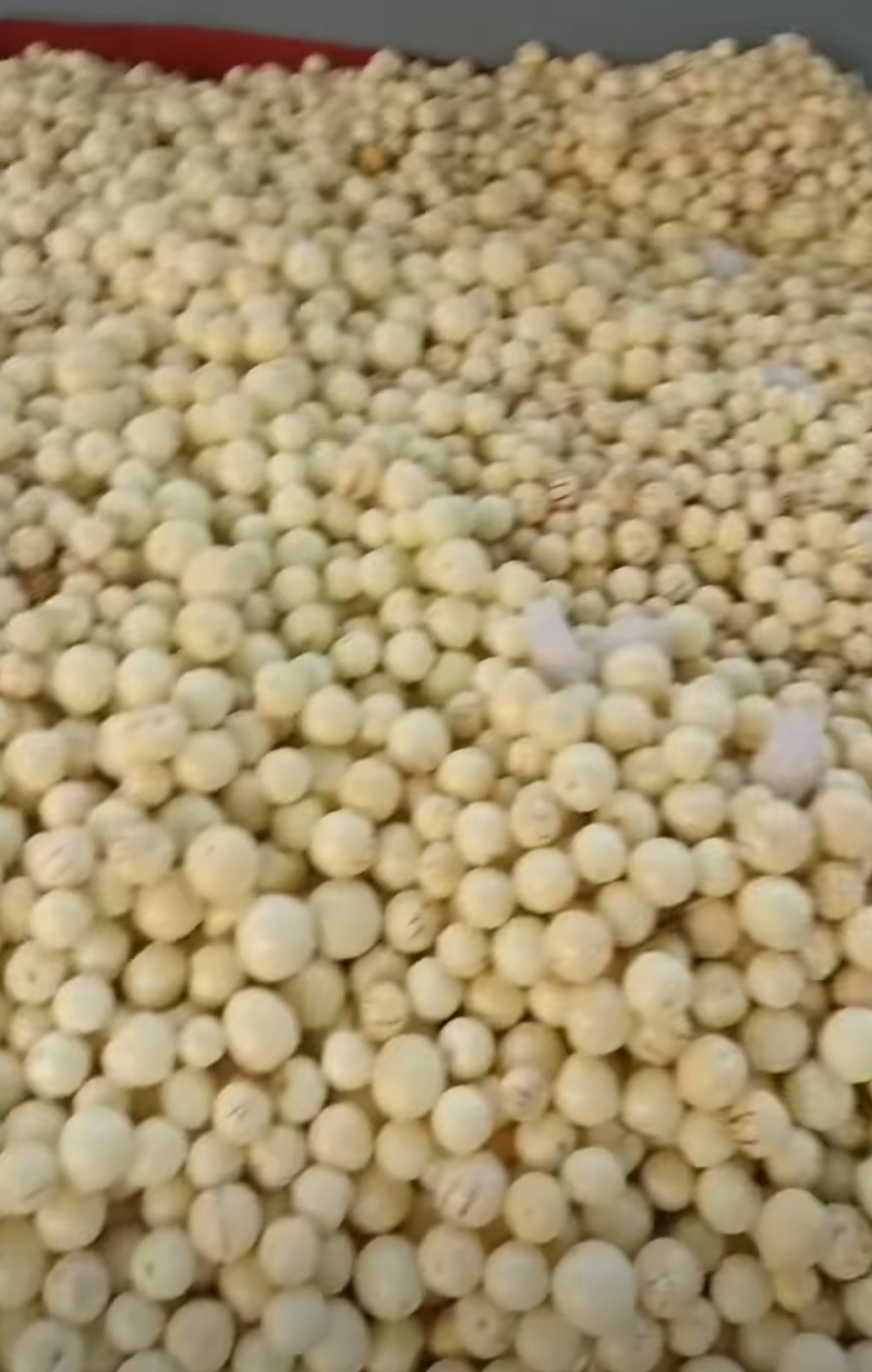 云南人生果量大价格优惠