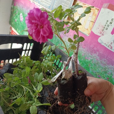 可食用玫瑰丰花一号