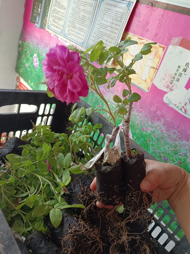 可食用玫瑰丰花一号