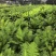 精品富贵蕨，阳台客厅，办公室吸收甲醛，长青长绿，好养护！