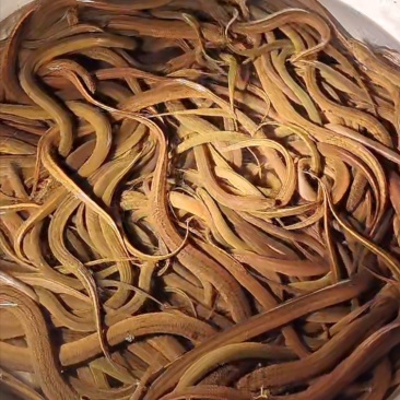 野外黄鳝精品一手黄鳝