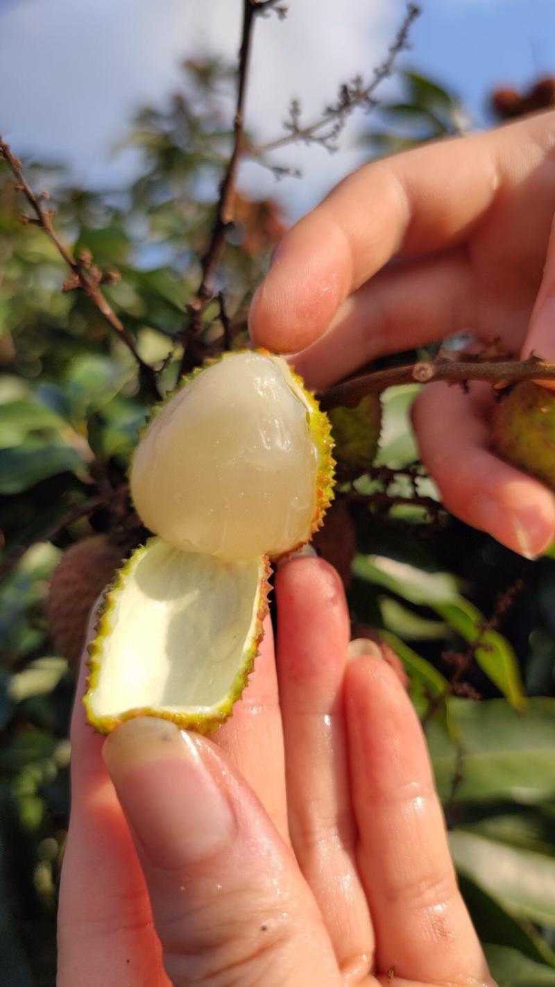 荔枝批发茂名高州妃子笑荔枝电商一件代发代办代发达人对接私域