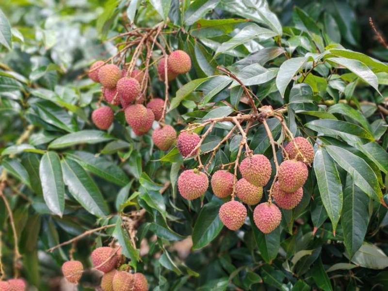 荔枝批发茂名高州妃子笑荔枝电商一件代发代办代发达人对接私域