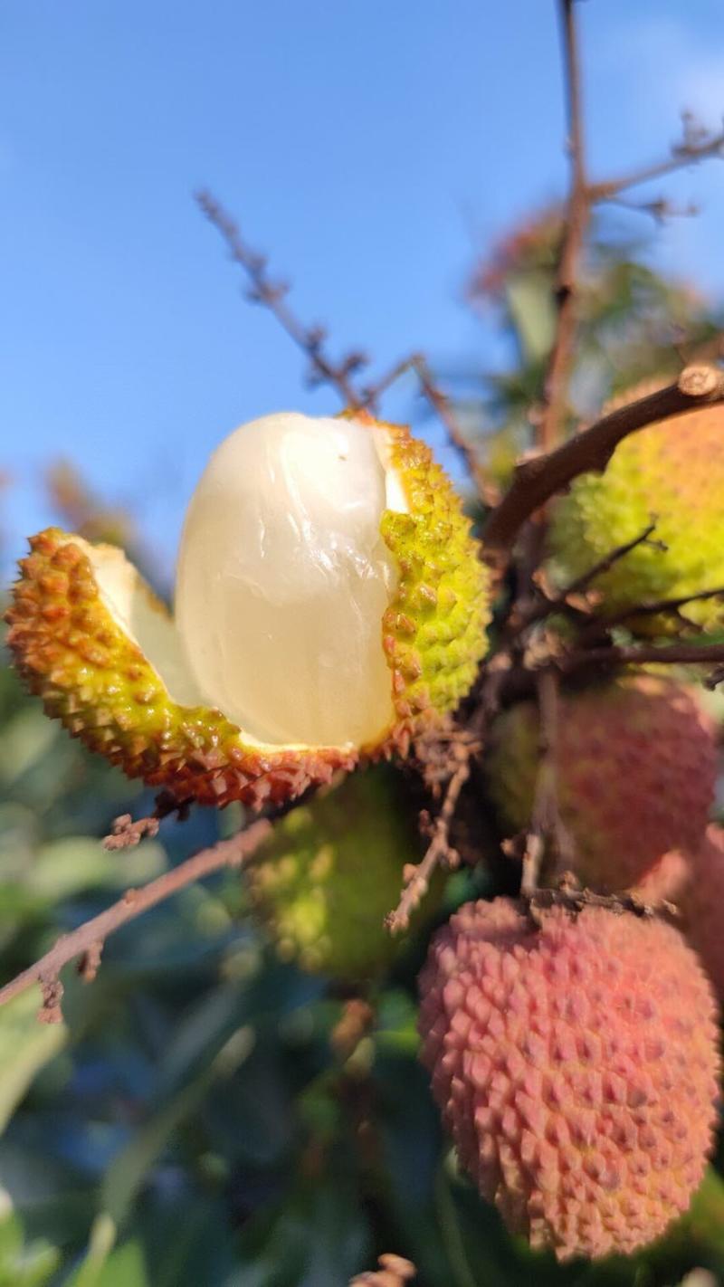 荔枝批发茂名高州妃子笑荔枝电商一件代发代办代发达人对接私域