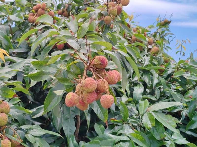 荔枝批发茂名高州妃子笑荔枝电商一件代发代办代发达人对接私域