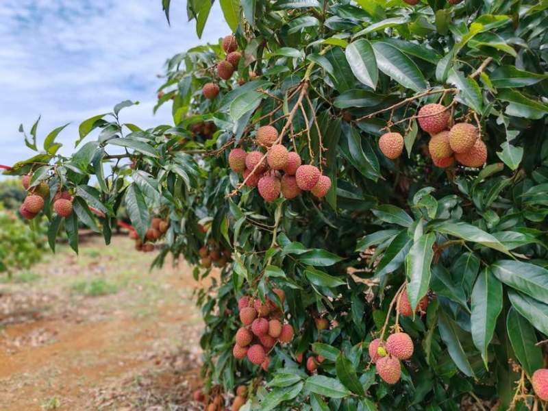 荔枝批发茂名高州妃子笑荔枝电商一件代发代办代发达人对接私域