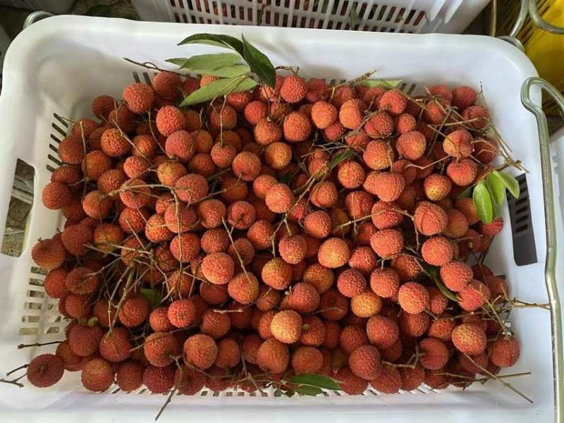 荔枝代发茂名高州糯米糍荔枝电商一件代发代办代发达人