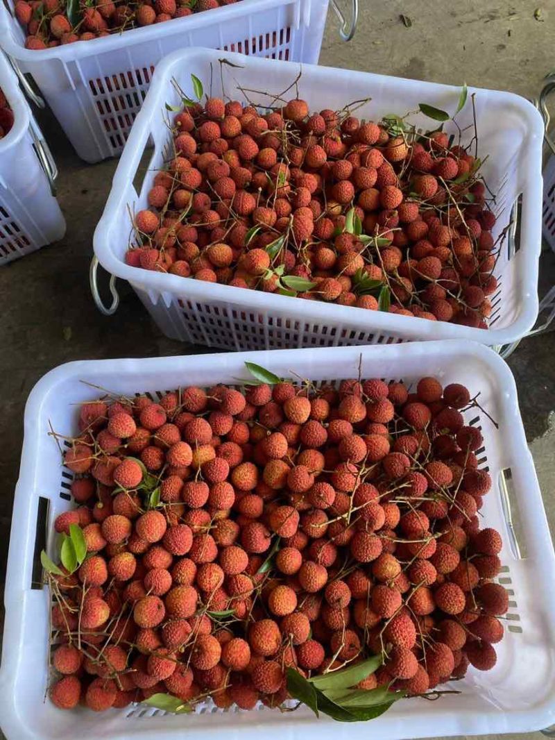 荔枝代发茂名高州糯米糍荔枝电商一件代发代办代发达人