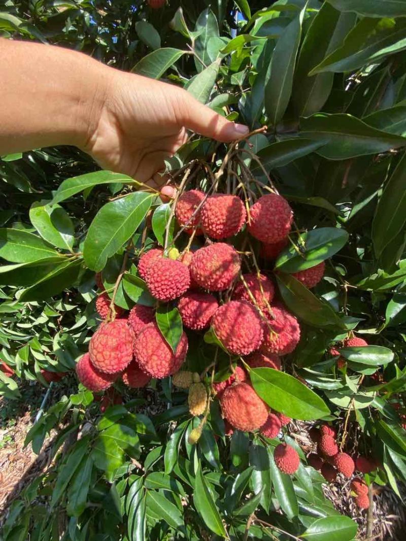 荔枝代发茂名高州糯米糍荔枝电商一件代发代办代发达人