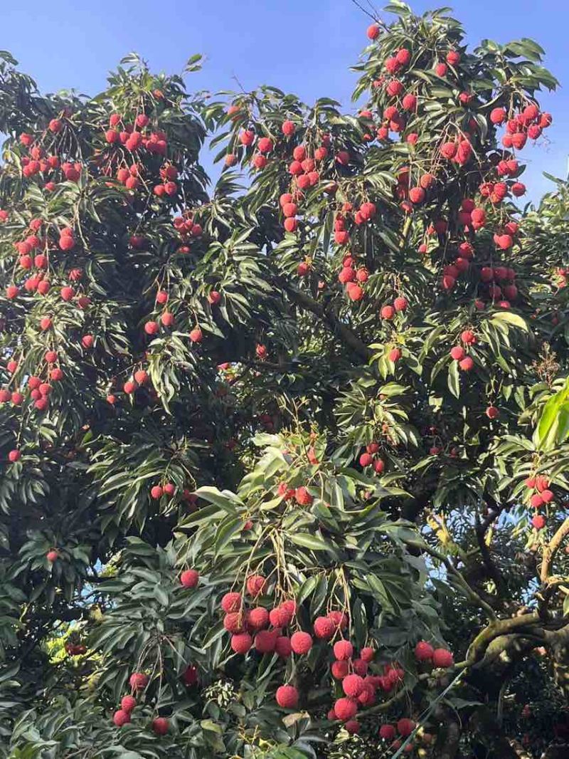 荔枝代发茂名高州糯米糍荔枝电商一件代发代办代发达人