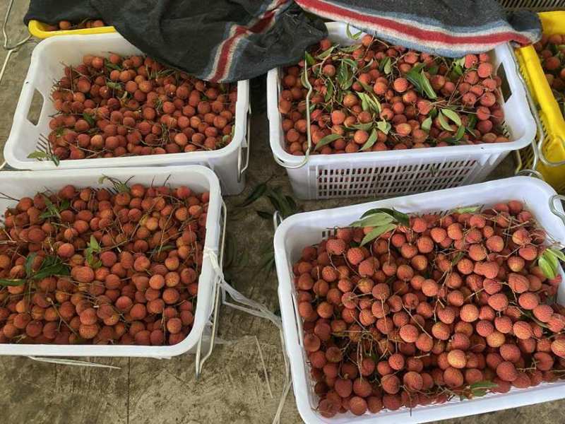 荔枝代发茂名高州糯米糍荔枝电商一件代发代办代发达人