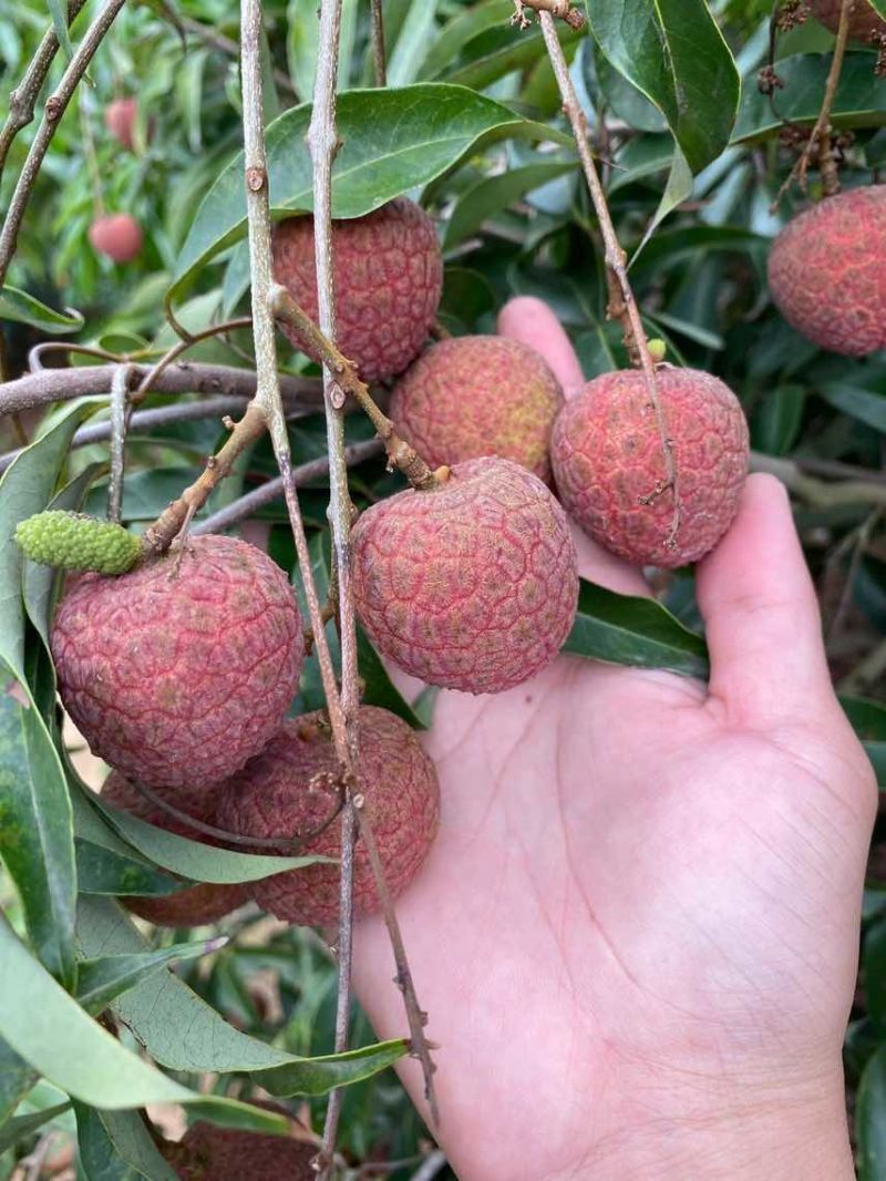 荔枝电商一件代发茂名高州桂味荔枝批发代办代发达人对接私域