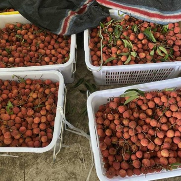 荔枝电商一件代发茂名高州桂味荔枝批发代办代发达人对接私域