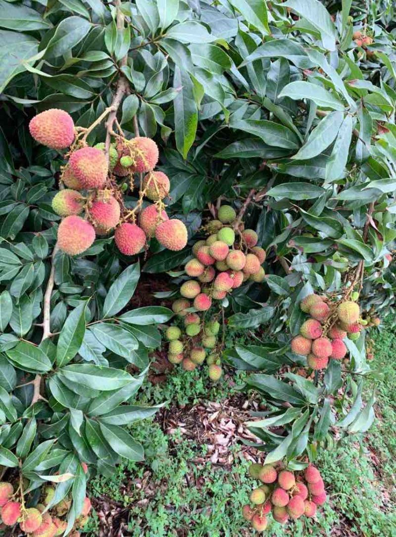 荔枝电商一件代发茂名高州桂味荔枝批发代办代发达人对接私域