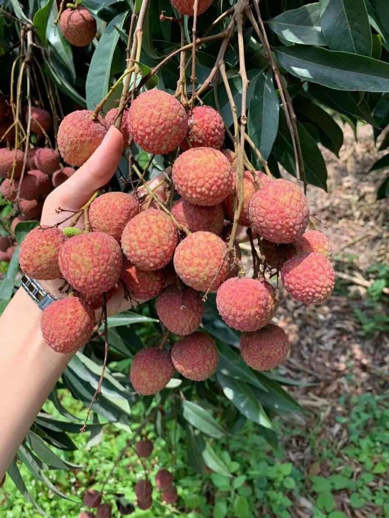 荔枝电商一件代发茂名高州桂味荔枝批发代办代发达人对接私域