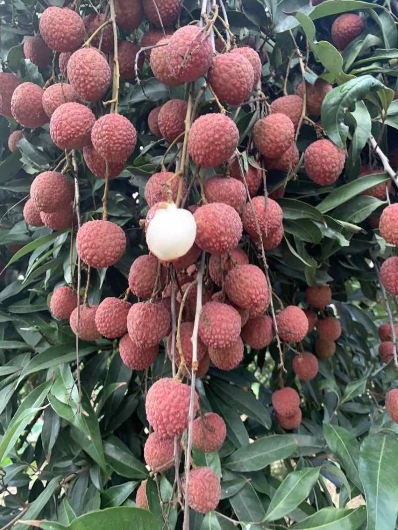 荔枝电商一件代发茂名高州桂味荔枝批发代办代发达人对接私域