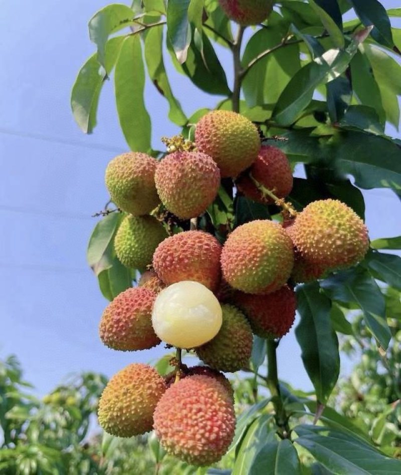 荔枝电商一件代发茂名高州桂味荔枝批发代办代发达人对接私域