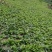 沙姜、干货、切片(种植基地大量现货)