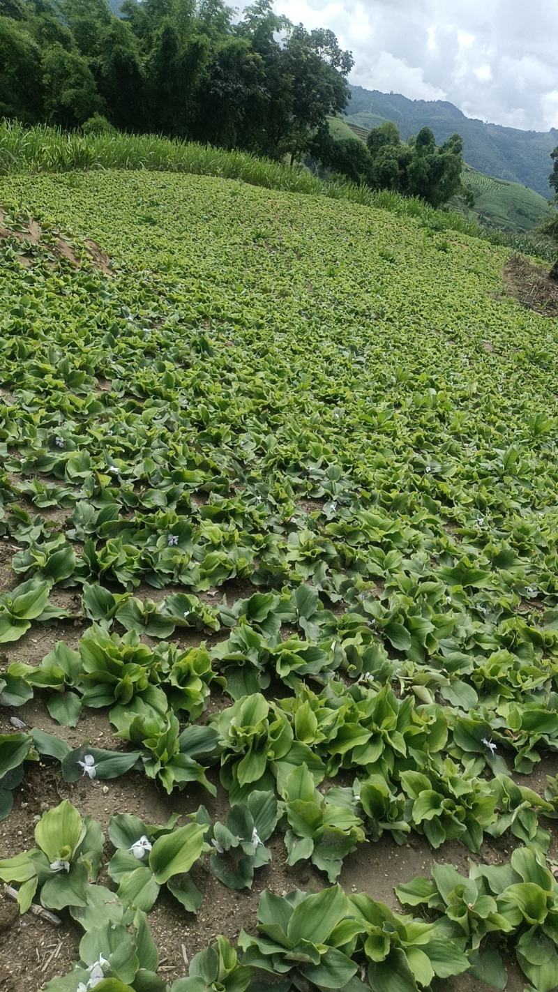 沙姜、干货、切片(种植基地大量现货)