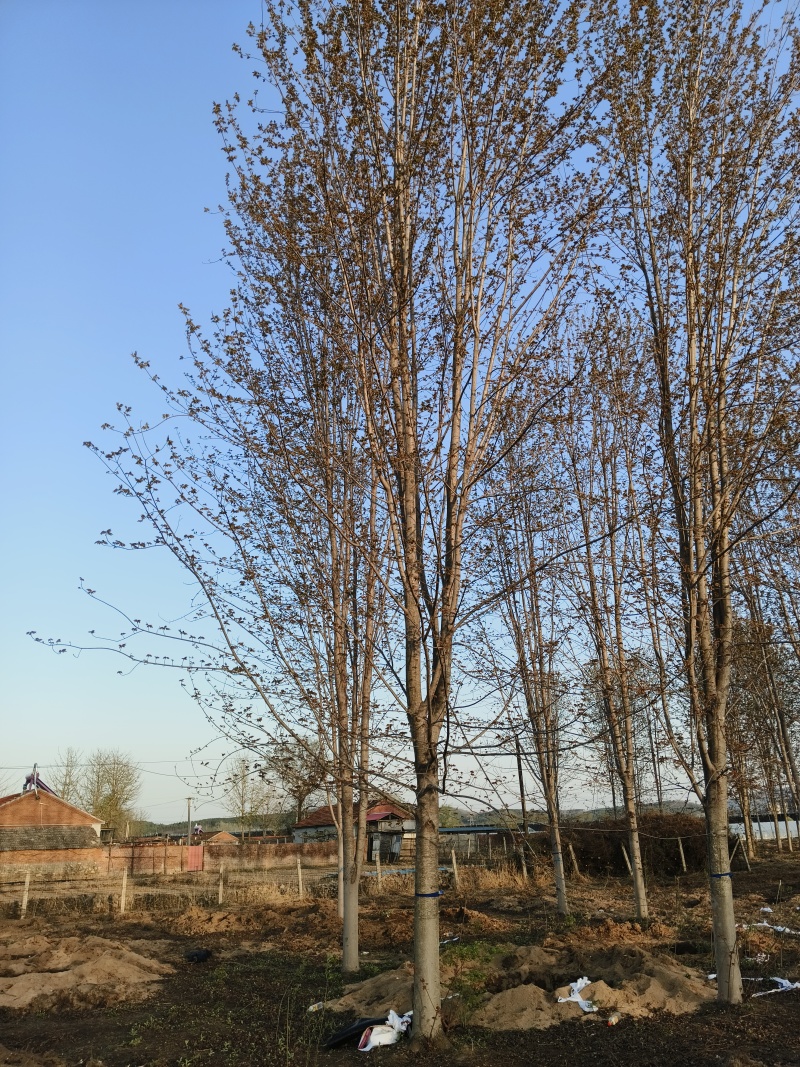 美国红枫基地