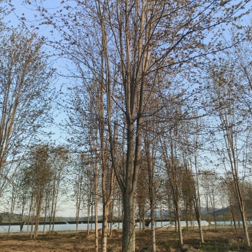 美国红枫基地