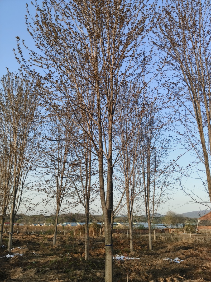 美国红枫基地