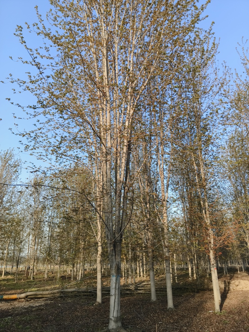 美国红枫基地