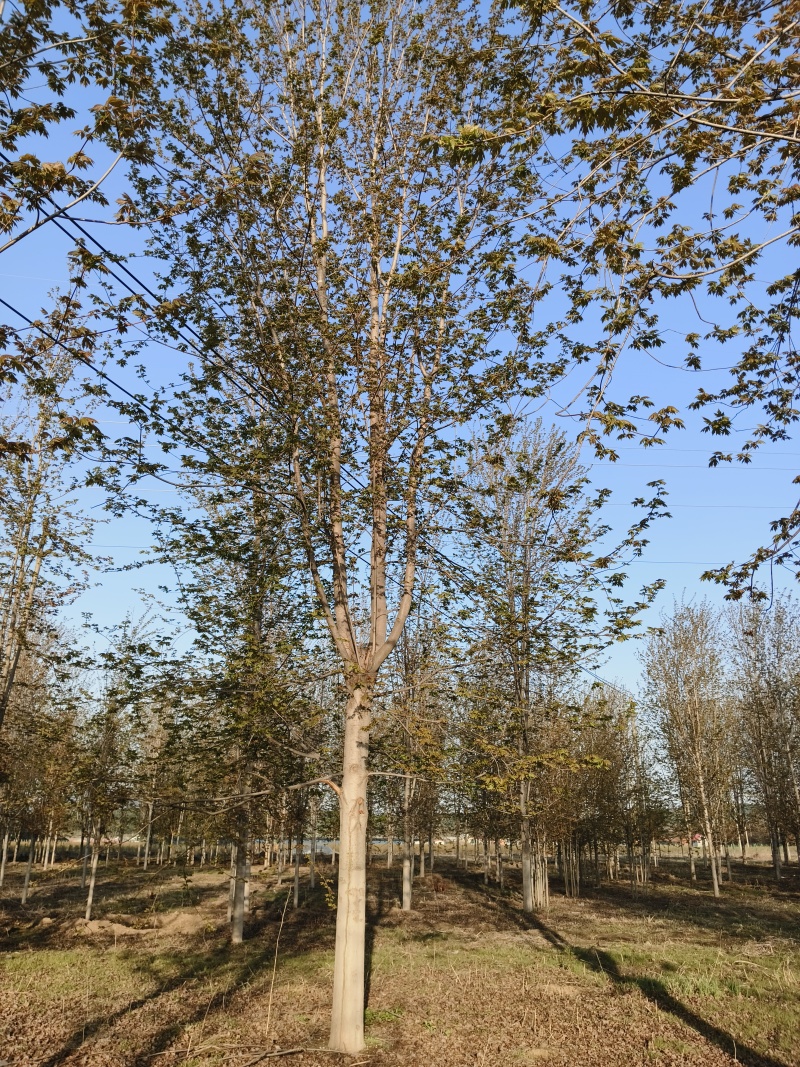 美国红枫基地