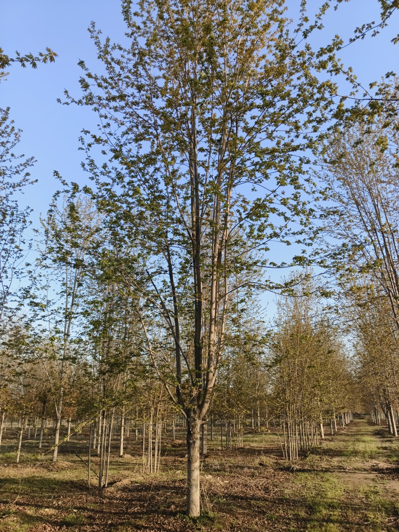 美国红枫基地
