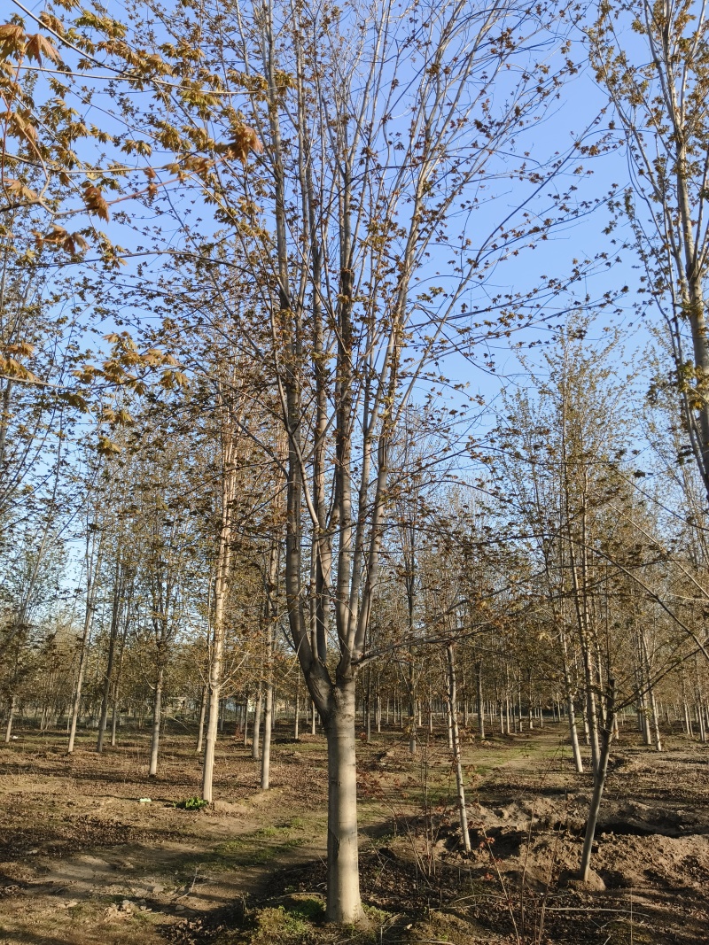 美国红枫基地