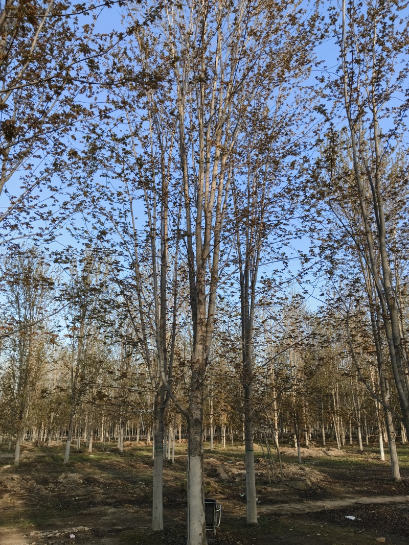 美国红枫基地