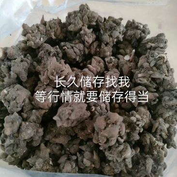 淮滨猫爪草