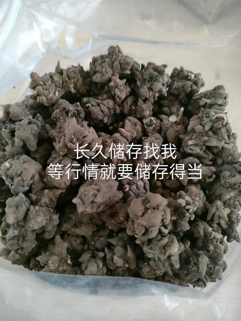 淮滨猫爪草