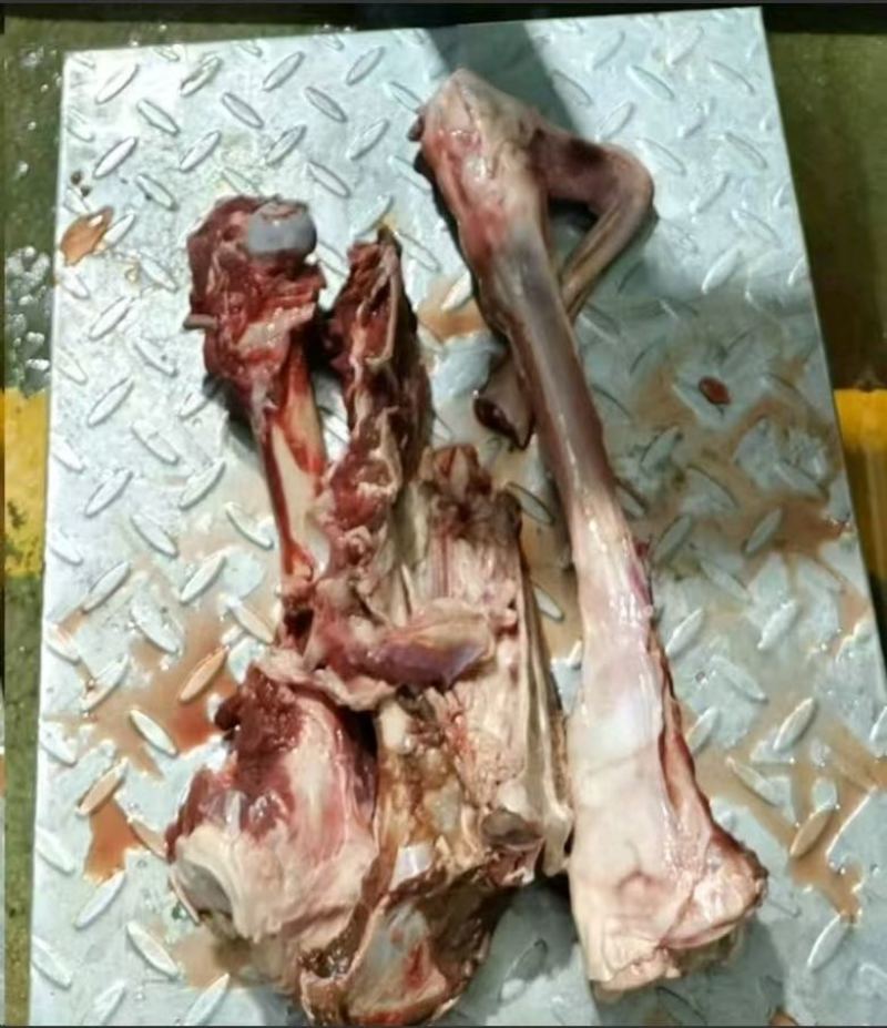 鹿骨现货供应