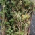 老鹳草