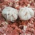 羊肚包肉牛肚包肉20斤装，355一件