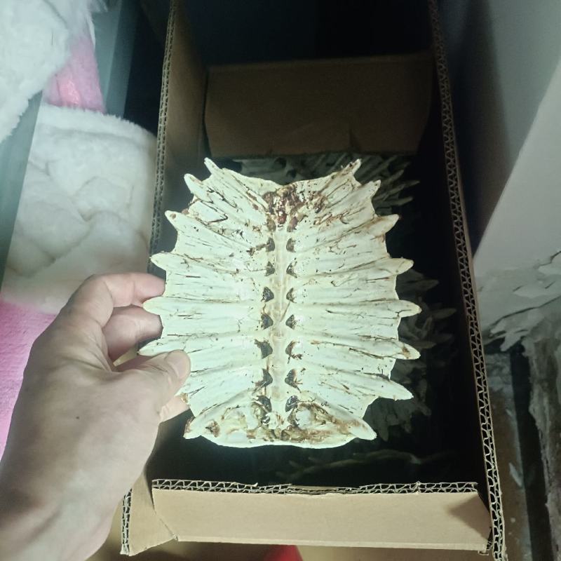甲鱼壳