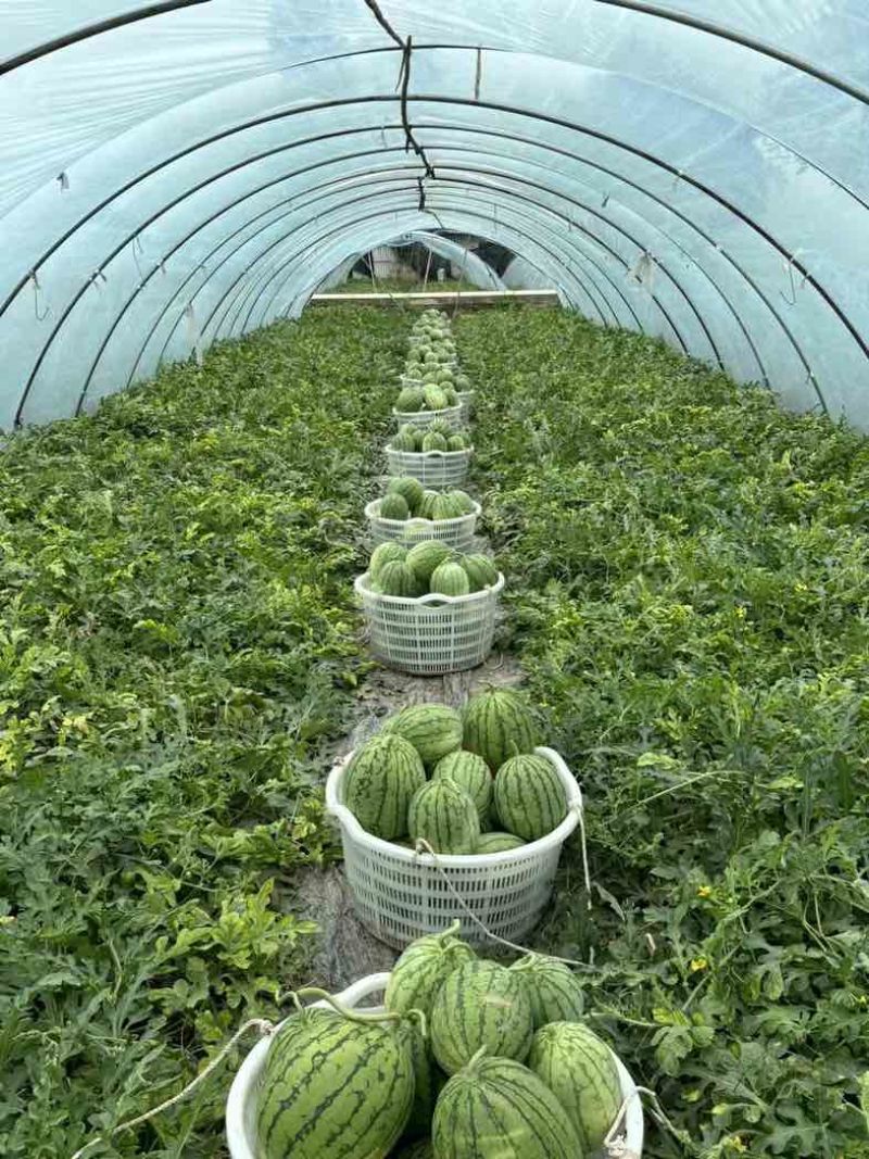 口口脆家秀6号