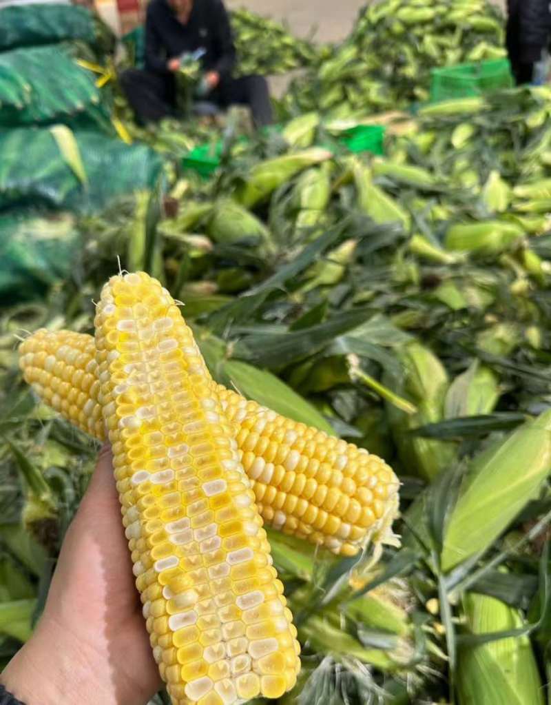 玉米