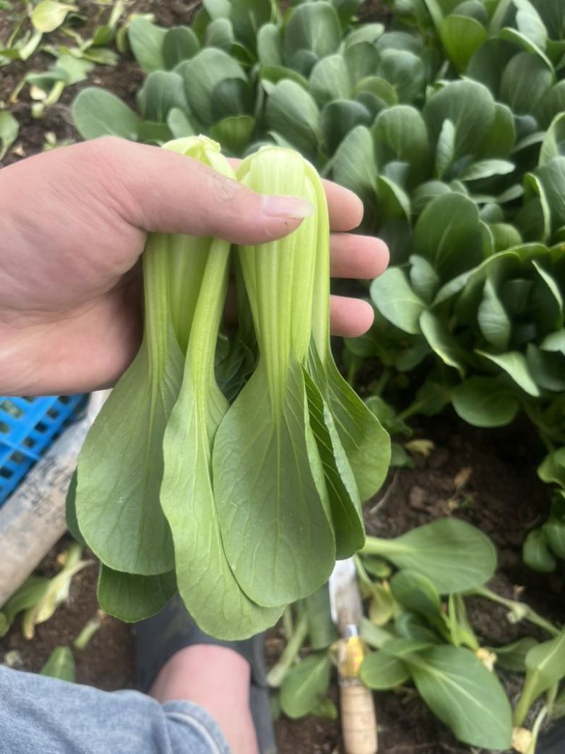 精品上海青🥬，大量有货，欢迎各位老板下单