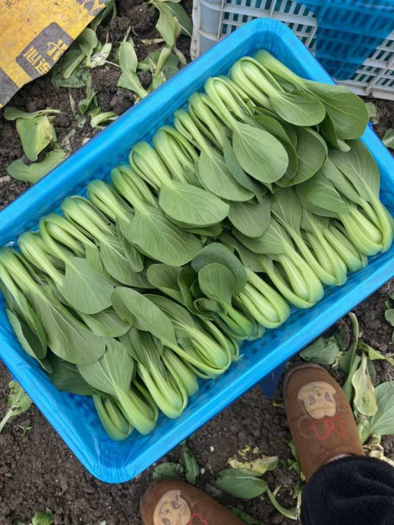 精品上海青🥬，大量有货，欢迎各位老板下单