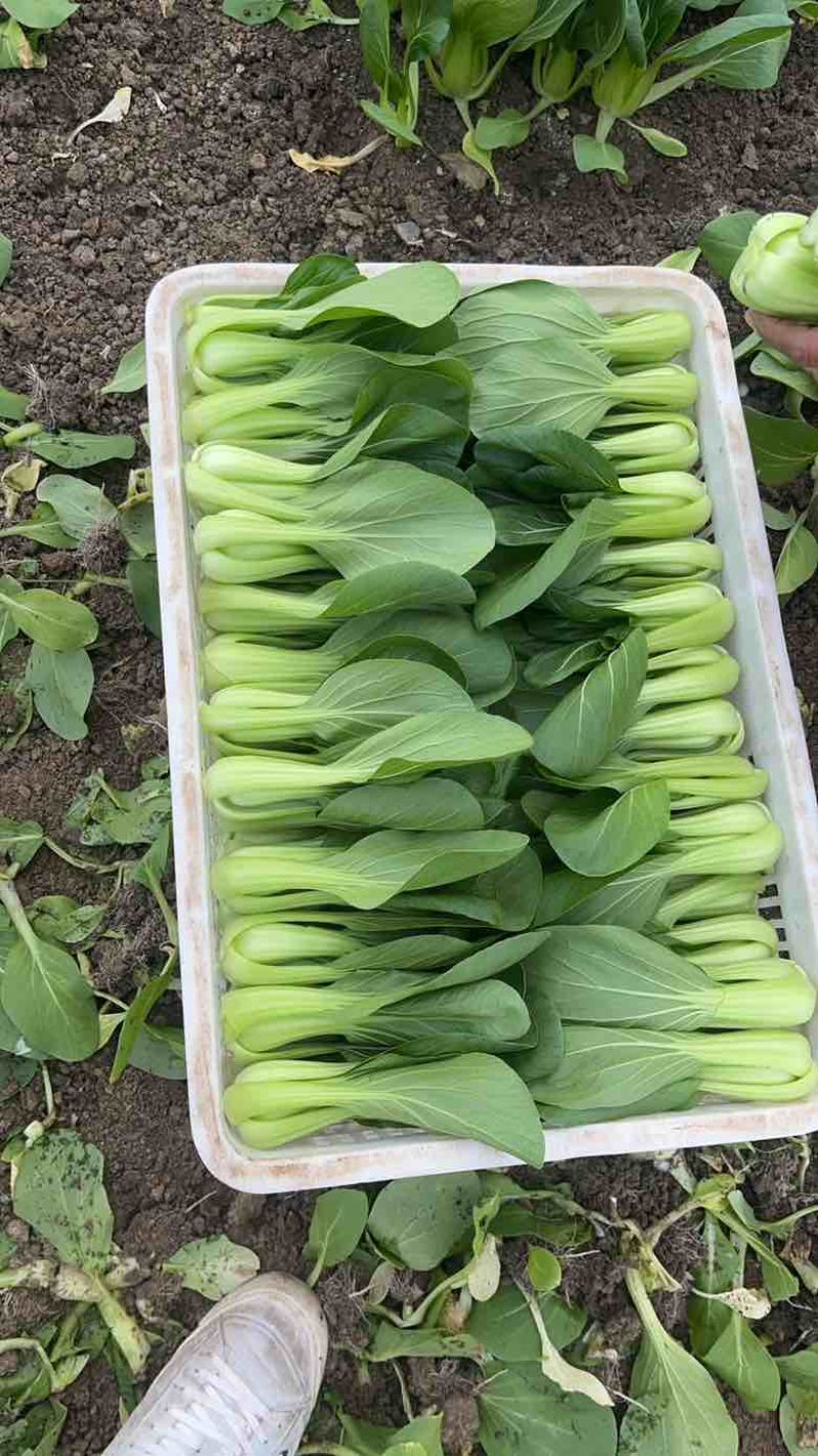 精品上海青🥬，大量有货，欢迎各位老板下单
