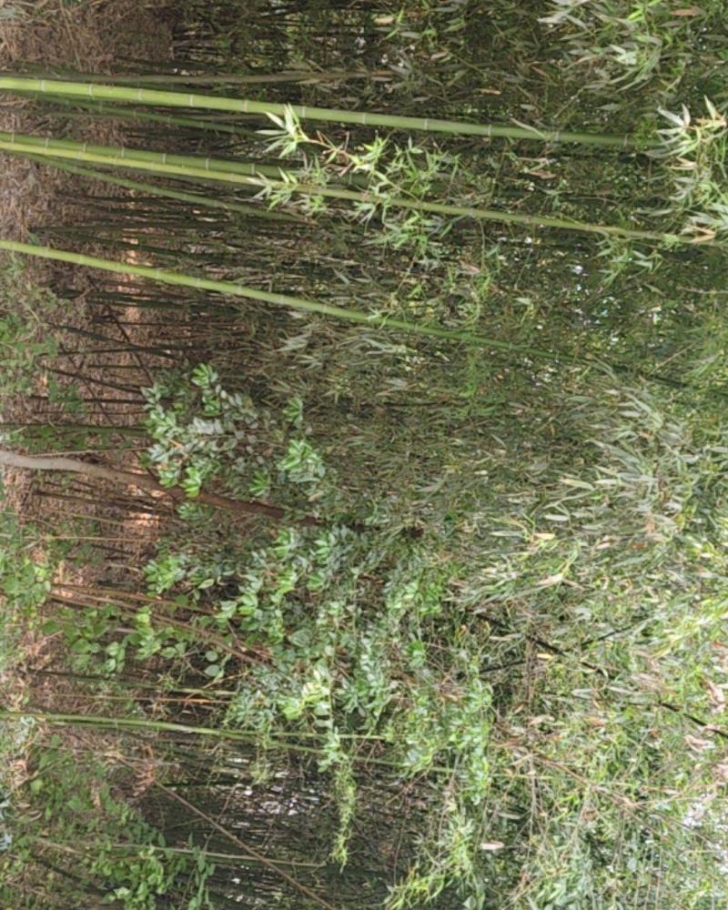 竹子