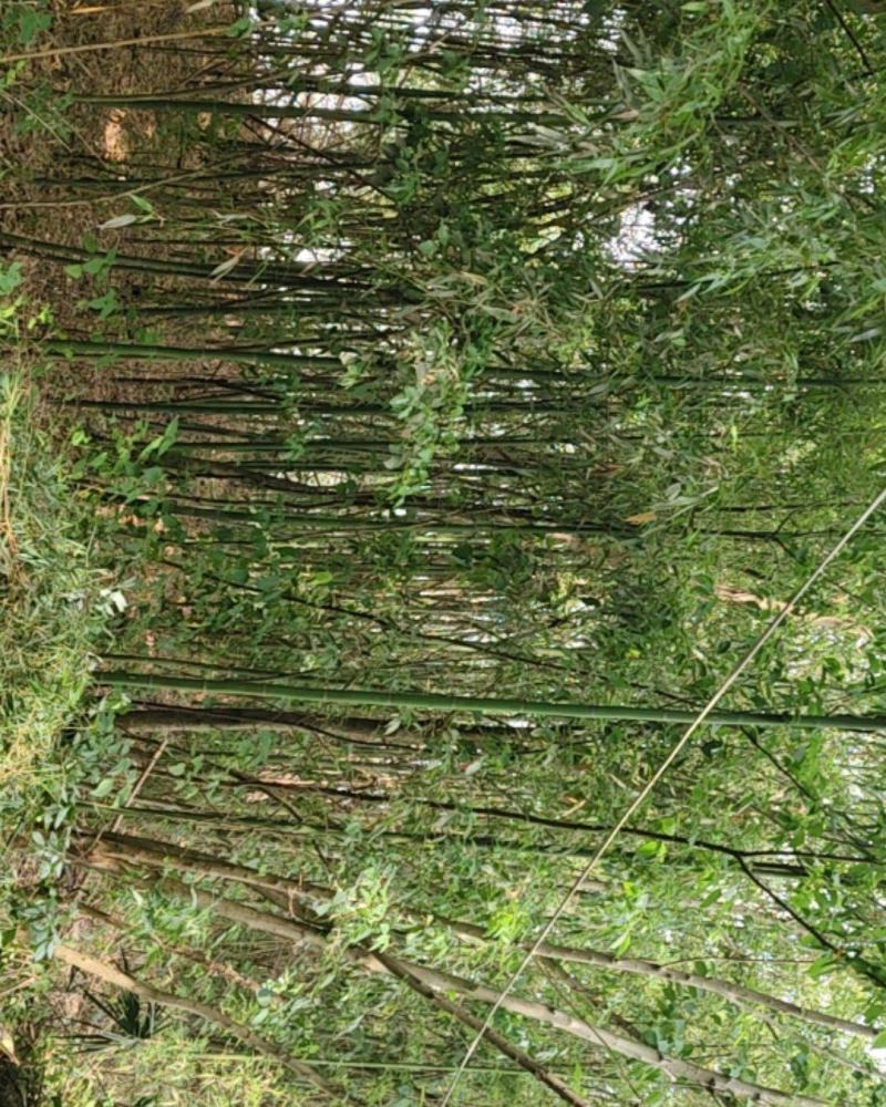 竹子