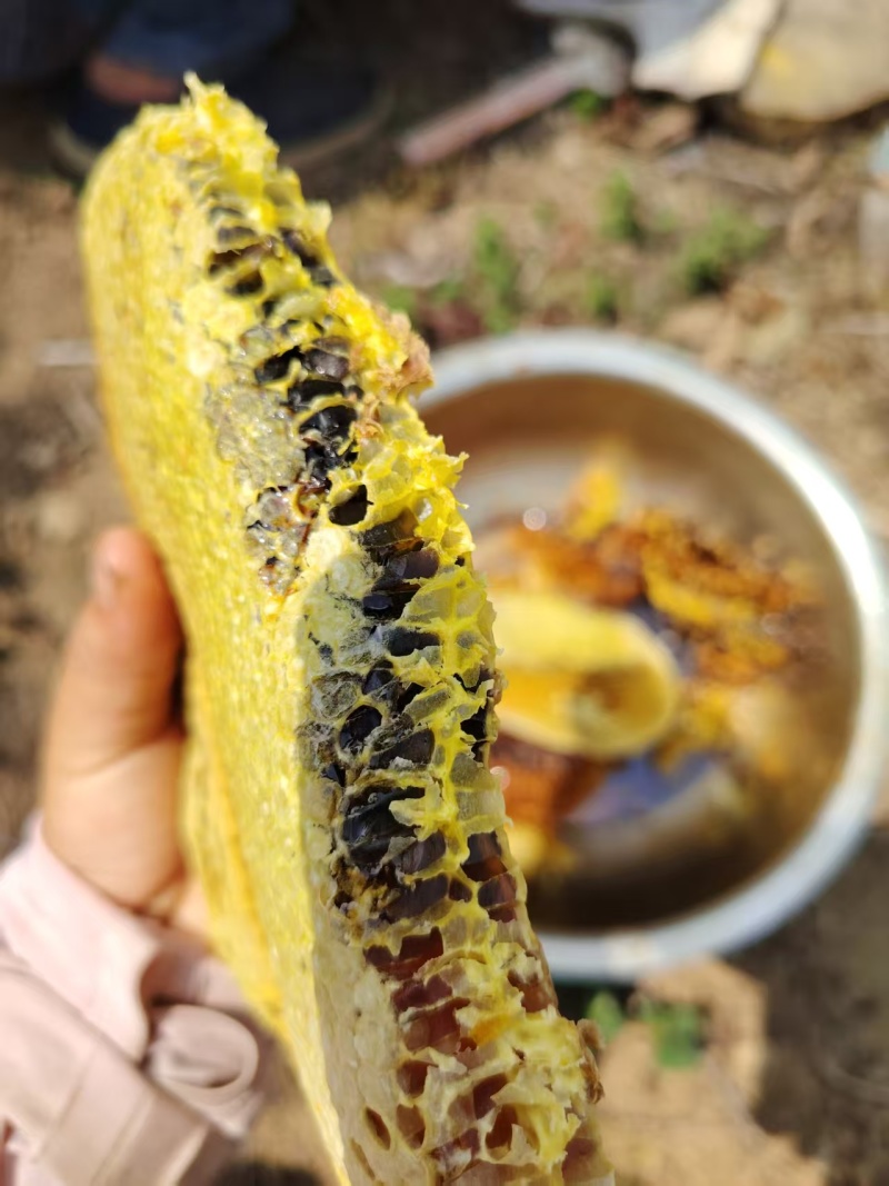 自家养的土蜂蜜