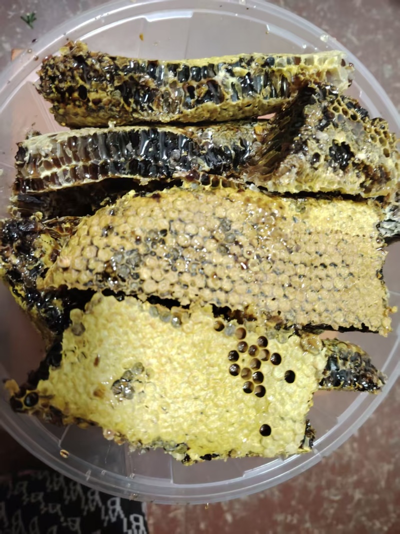 自家养的土蜂蜜
